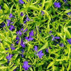 Lobelka 'Dark Blue' - Lobelia erinus 'Dark Blue'