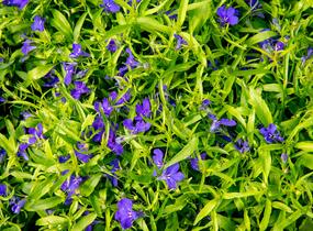 Lobelka 'Dark Blue' - Lobelia erinus 'Dark Blue'