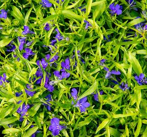 Lobelka 'Dark Blue' - Lobelia erinus 'Dark Blue'