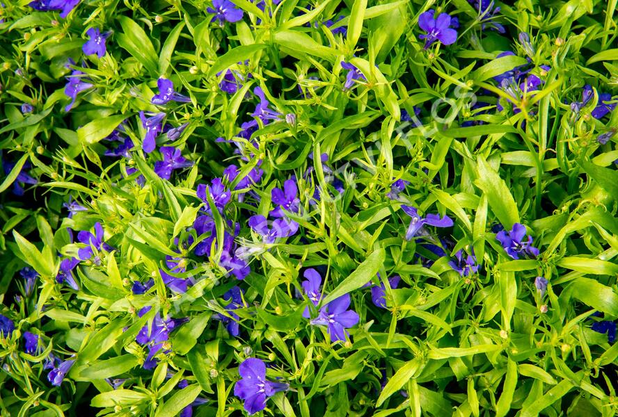 Lobelka 'Dark Blue' - Lobelia erinus 'Dark Blue'