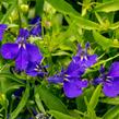 Lobelka 'Dark Blue' - Lobelia erinus 'Dark Blue'