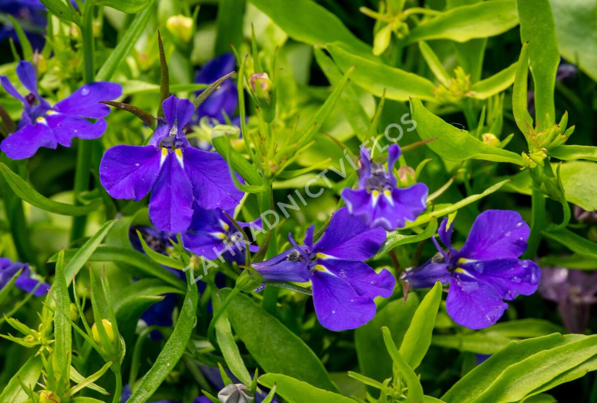 Lobelka 'Dark Blue' - Lobelia erinus 'Dark Blue'