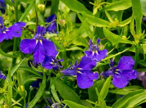 Lobelka 'Dark Blue' - Lobelia erinus 'Dark Blue'