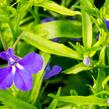 Lobelka 'Dark Blue' - Lobelia erinus 'Dark Blue'