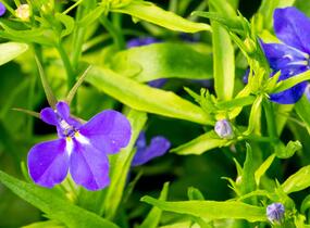Lobelka 'Dark Blue' - Lobelia erinus 'Dark Blue'