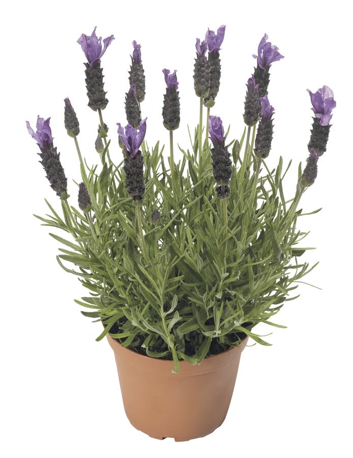 Levandule korunkatá 'Javelin Forte Deep Purple' - Lavandula stoechas 'Javelin Forte Deep Purple'