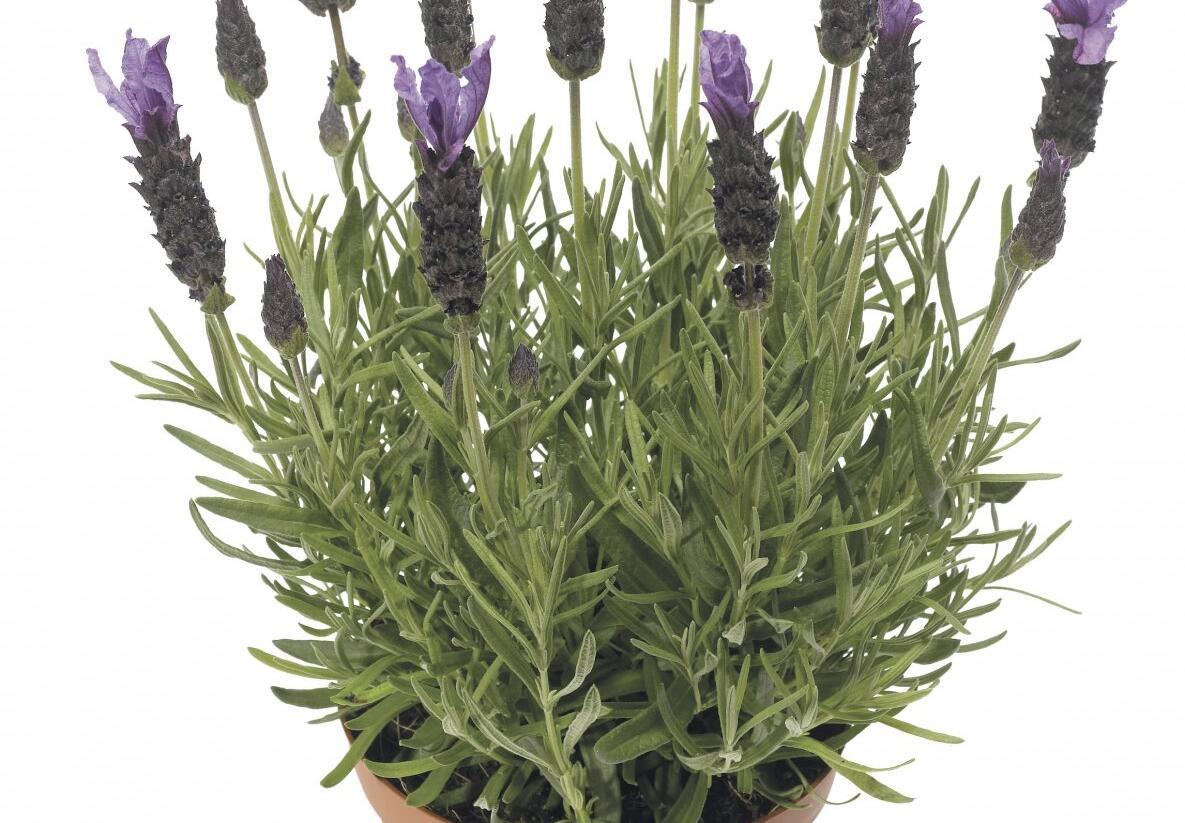 Levandule korunkatá 'Javelin Forte Deep Purple' - Lavandula stoechas 'Javelin Forte Deep Purple'