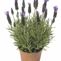 Levandule korunkatá 'Javelin Forte Deep Purple' - Lavandula stoechas 'Javelin Forte Deep Purple'