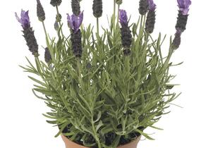 Levandule korunkatá 'Javelin Forte Deep Purple' - Lavandula stoechas 'Javelin Forte Deep Purple'