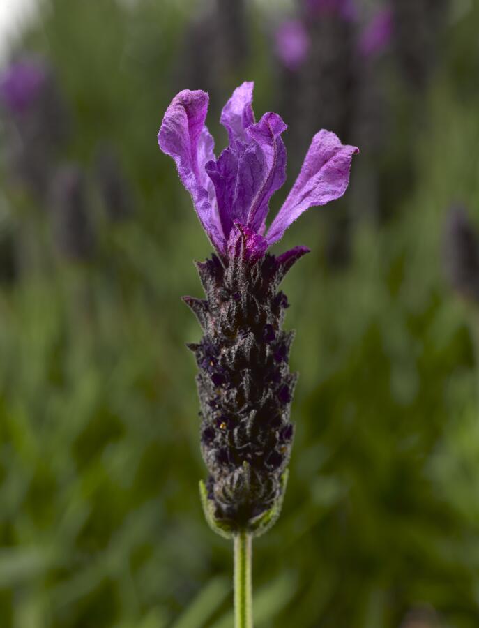 Levandule korunkatá 'Javelin Forte Deep Purple' - Lavandula stoechas 'Javelin Forte Deep Purple'