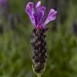 Levandule korunkatá 'Javelin Forte Deep Purple' - Lavandula stoechas 'Javelin Forte Deep Purple'