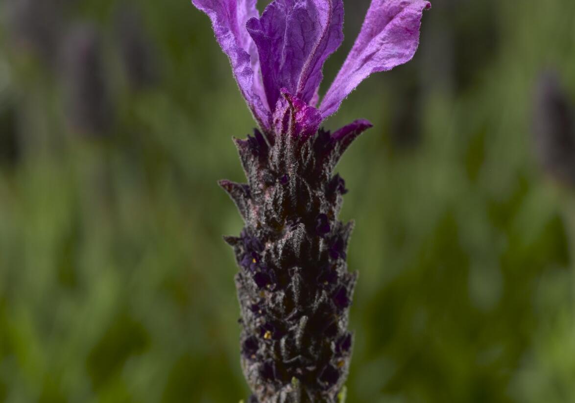 Levandule korunkatá 'Javelin Forte Deep Purple' - Lavandula stoechas 'Javelin Forte Deep Purple'