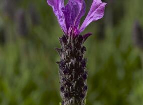 Levandule korunkatá 'Javelin Forte Deep Purple' - Lavandula stoechas 'Javelin Forte Deep Purple'