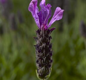 Levandule korunkatá 'Javelin Forte Deep Purple' - Lavandula stoechas 'Javelin Forte Deep Purple'