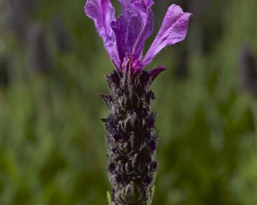Levandule korunkatá 'Javelin Forte Deep Purple'