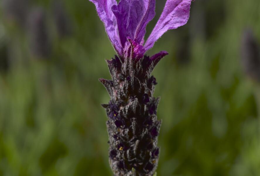Levandule korunkatá 'Javelin Forte Deep Purple' - Lavandula stoechas 'Javelin Forte Deep Purple'