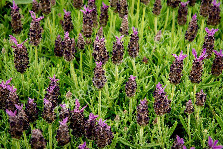 Levandule korunkatá 'Javelin Compact Blue' - Lavandula stoechas 'Javelin Compact Blue'