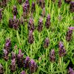 Levandule korunkatá 'Javelin Compact Blue' - Lavandula stoechas 'Javelin Compact Blue'