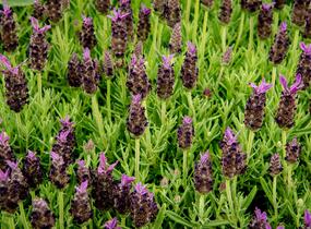 Levandule korunkatá 'Javelin Compact Blue' - Lavandula stoechas 'Javelin Compact Blue'