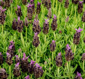 Levandule korunkatá 'Javelin Compact Blue' - Lavandula stoechas 'Javelin Compact Blue'