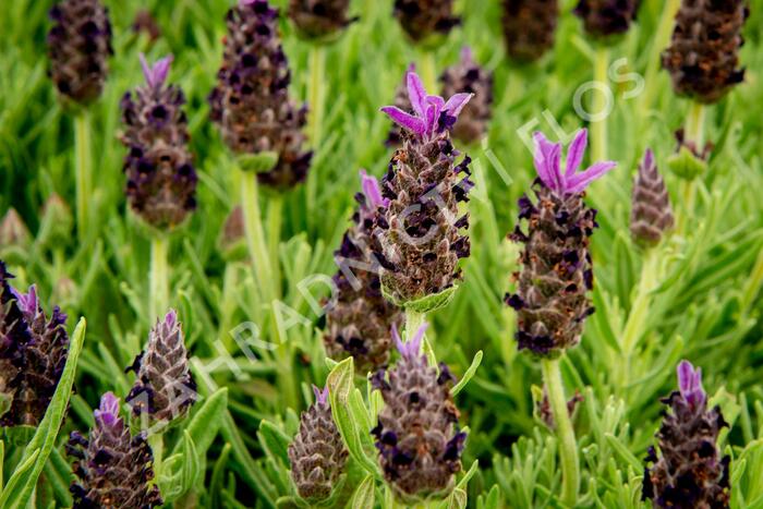 Levandule korunkatá 'Javelin Compact Blue' - Lavandula stoechas 'Javelin Compact Blue'