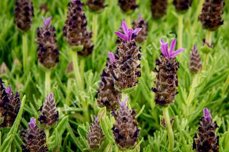 Levandule korunkatá 'Javelin Compact Blue' - Lavandula stoechas 'Javelin Compact Blue'