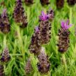Levandule korunkatá 'Javelin Compact Blue' - Lavandula stoechas 'Javelin Compact Blue'