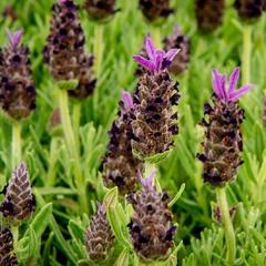 Levandule korunkatá 'Javelin Compact Blue' - Lavandula stoechas 'Javelin Compact Blue'