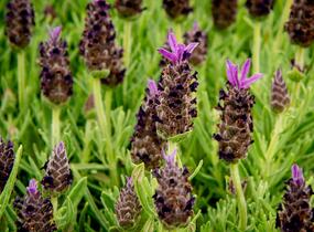 Levandule korunkatá 'Javelin Compact Blue' - Lavandula stoechas 'Javelin Compact Blue'