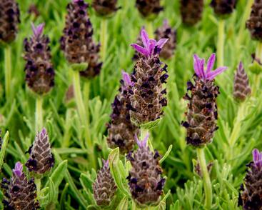 Levandule korunkatá 'Javelin Compact Blue'