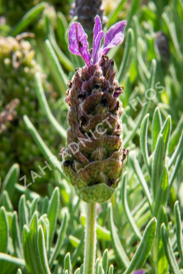 Levandule korunkatá 'Javelin Compact Blue' - Lavandula stoechas 'Javelin Compact Blue'