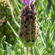 Levandule korunkatá 'Javelin Compact Blue' - Lavandula stoechas 'Javelin Compact Blue'