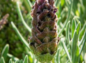Levandule korunkatá 'Javelin Compact Blue' - Lavandula stoechas 'Javelin Compact Blue'