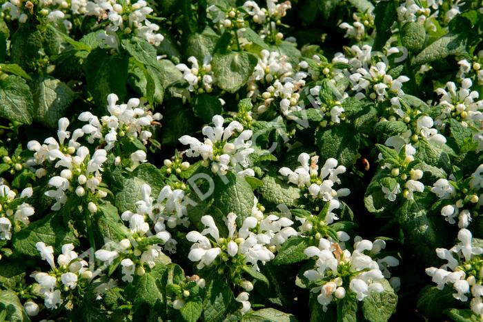 Hluchavka skvrnitá 'White Nancy' - Lamium maculatum 'White Nancy'