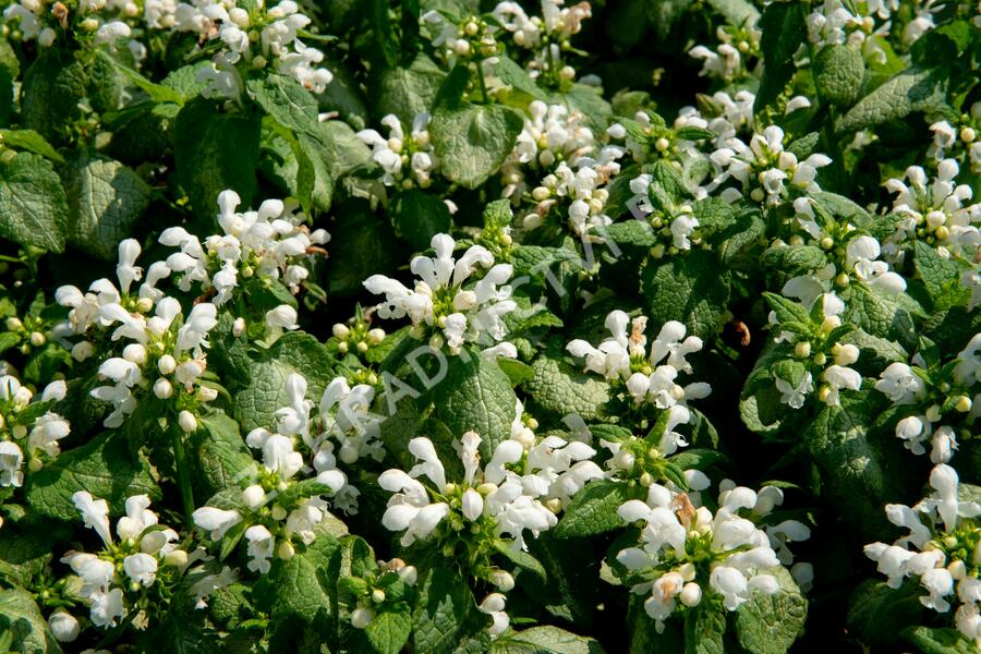 Hluchavka skvrnitá 'White Nancy' - Lamium maculatum 'White Nancy'