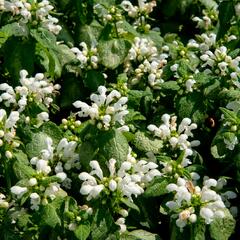 Hluchavka skvrnitá 'White Nancy' - Lamium maculatum 'White Nancy'