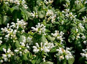 Hluchavka skvrnitá 'White Nancy' - Lamium maculatum 'White Nancy'