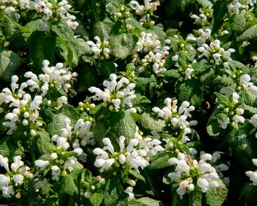 Hluchavka skvrnitá 'White Nancy'