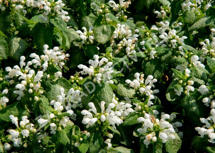 Hluchavka skvrnitá 'White Nancy' - Lamium maculatum 'White Nancy'