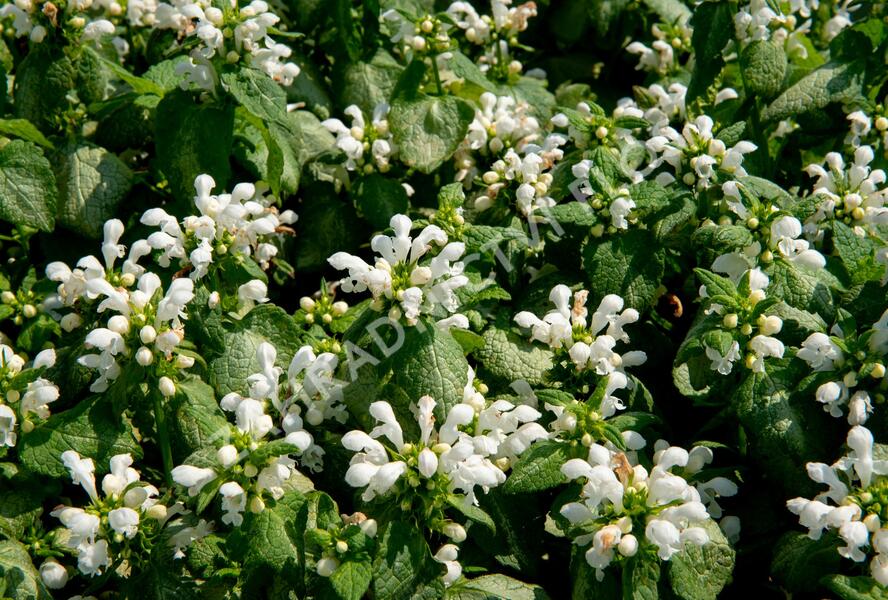 Hluchavka skvrnitá 'White Nancy' - Lamium maculatum 'White Nancy'