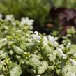 Hluchavka skvrnitá 'White Nancy' - Lamium maculatum 'White Nancy'