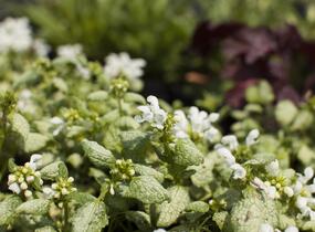 Hluchavka skvrnitá 'White Nancy' - Lamium maculatum 'White Nancy'