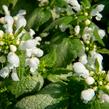 Hluchavka skvrnitá 'White Nancy' - Lamium maculatum 'White Nancy'