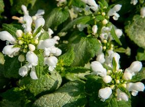 Hluchavka skvrnitá 'White Nancy' - Lamium maculatum 'White Nancy'