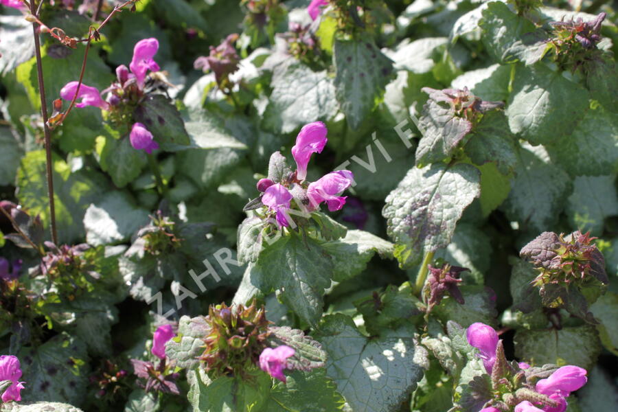 Hluchavka skvrnitá 'Beacon Silver' - Lamium maculatum 'Beacon Silver'