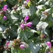 Hluchavka skvrnitá 'Beacon Silver' - Lamium maculatum 'Beacon Silver'