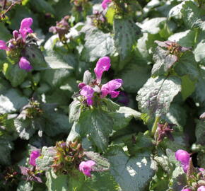 Hluchavka skvrnitá 'Beacon Silver' - Lamium maculatum 'Beacon Silver'