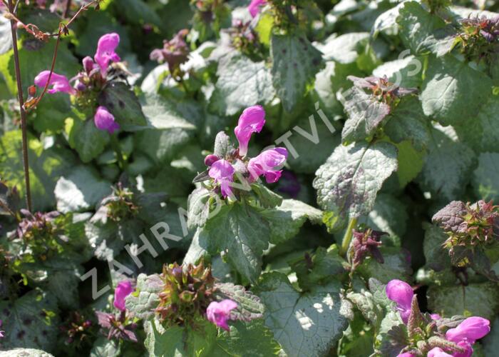 Hluchavka skvrnitá 'Beacon Silver' - Lamium maculatum 'Beacon Silver'