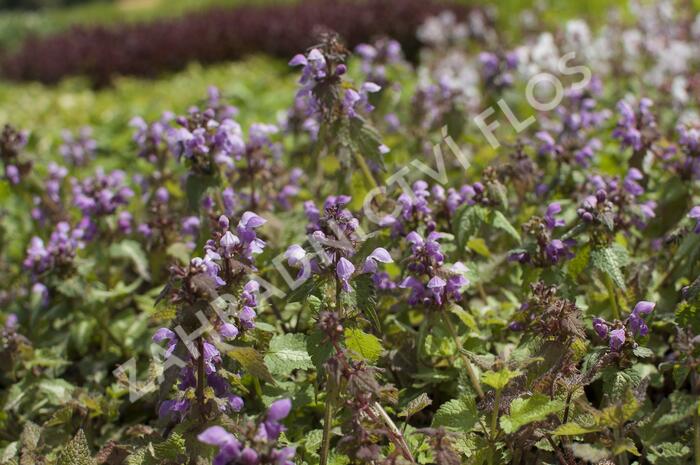 Hluchavka skvrnitá 'Anne Greenaway' - Lamium maculatum 'Anne Greenaway'