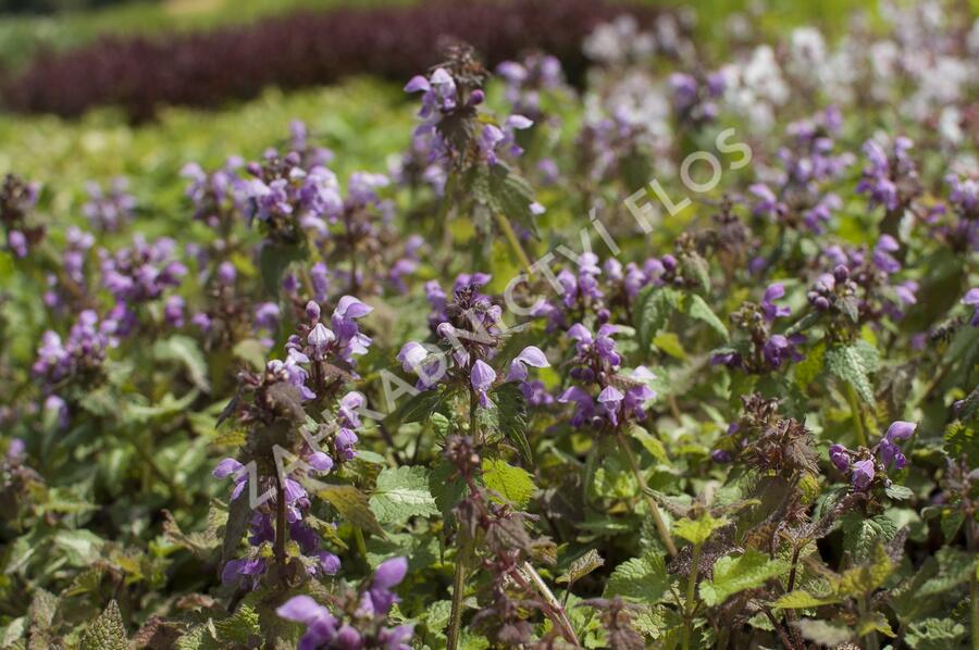 Hluchavka skvrnitá 'Anne Greenaway' - Lamium maculatum 'Anne Greenaway'